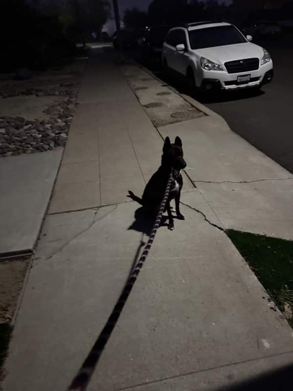 A picture of a black dog named Bowie sitting, taken on October 7 2024 at 6:10 am